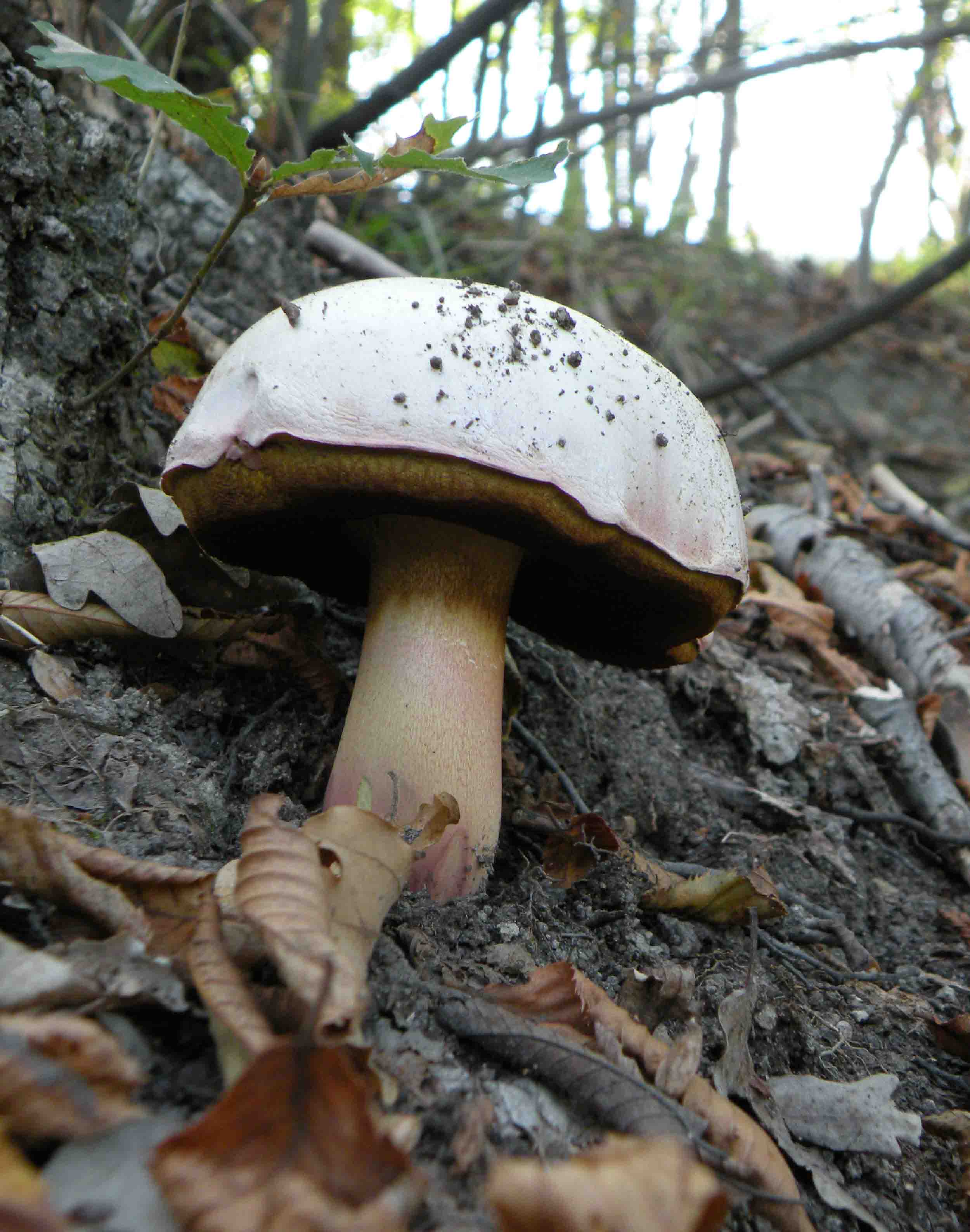 Funghi a Mombaldone (Langhe Astigiane)
